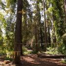 Ribbons tied from trees in Arboretum Redwood Grove